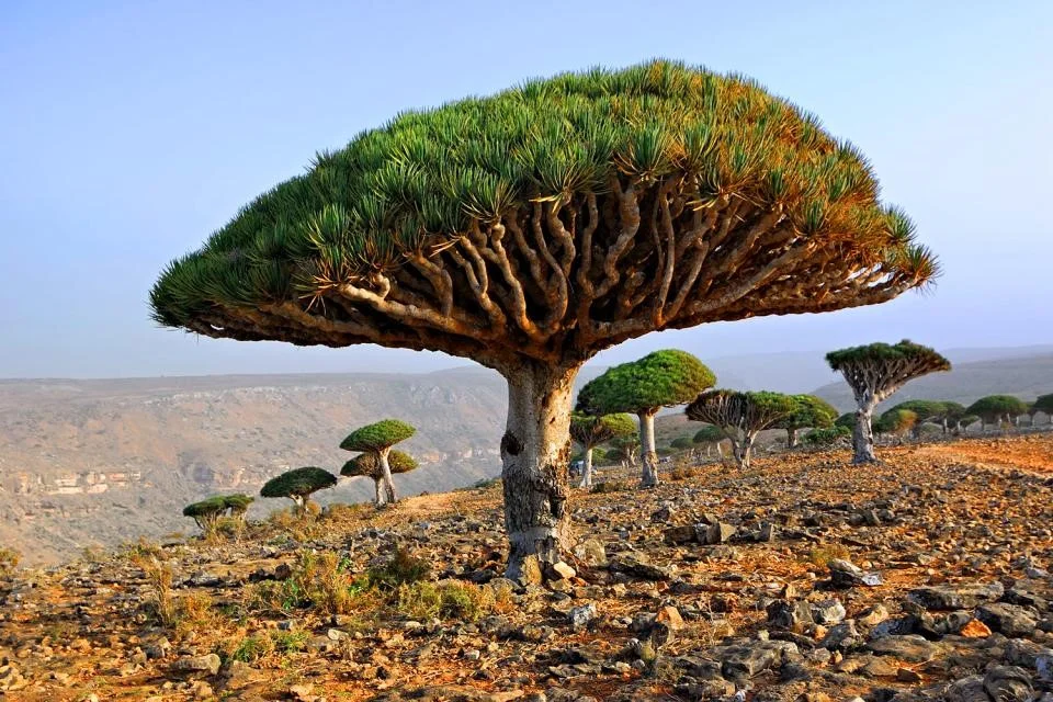 Top 10 des endroits les plus surprenants et insolites à découvrir, Socotra
